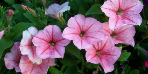 Gnojiva za petunije za obilno cvjetanje